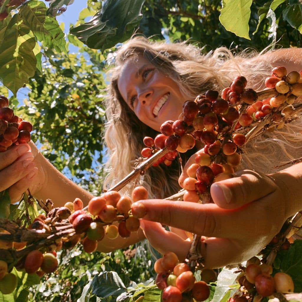 A smiling woman reaching into a coffee tree heavy with ripe red cherries under a bright blue Hawaiian sky